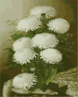 Картина по номерам Белые Хризантемы