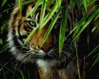 Картины по номерам Тигр в джунглях
