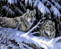 Картина по номерам Волки в зимнем лесу